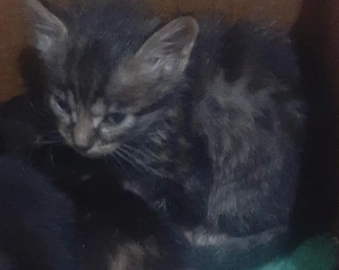 Gato raça SRD-ViraLata idade Abaixo de 2 meses nome Salomón