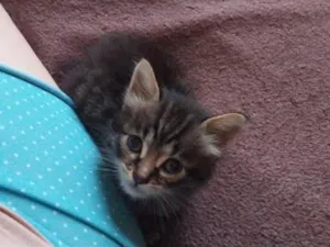 Gato raça SRD-ViraLata idade Abaixo de 2 meses nome Salomón