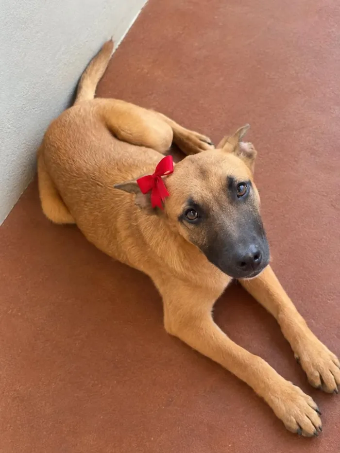 Cachorro raça Pastor Alemão idade 2 a 6 meses nome Linda