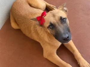 Cachorro raça Pastor Alemão idade 2 a 6 meses nome Linda