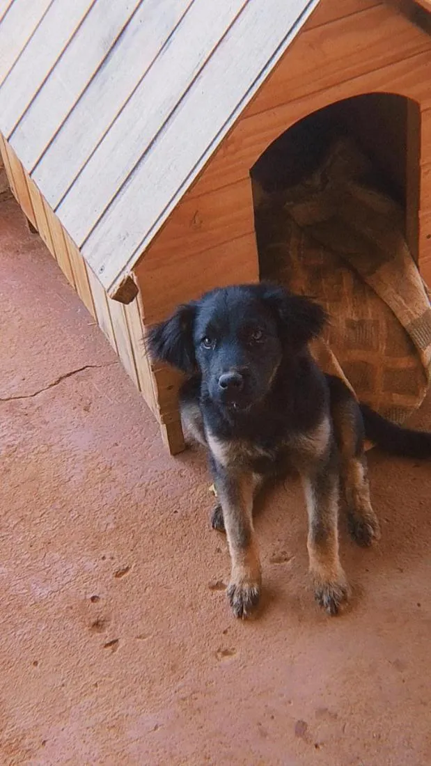 Cachorro raça SRD-ViraLata idade 7 a 11 meses nome Lua