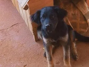 Cachorro raça SRD-ViraLata idade 7 a 11 meses nome Lua
