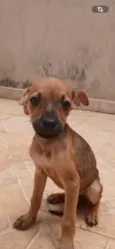 São 4 fêmeas e 5 machos 