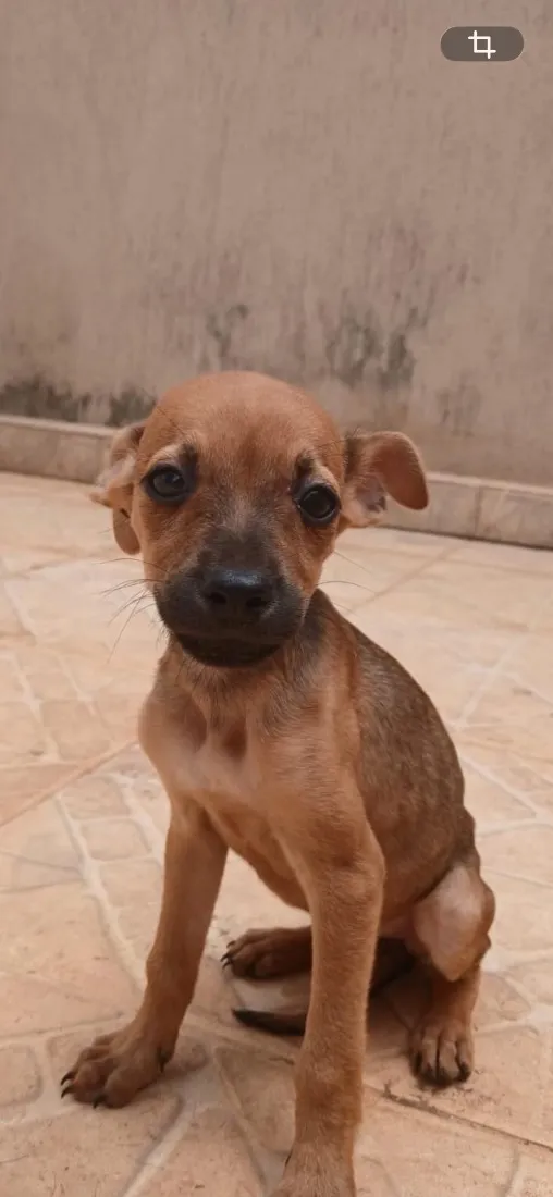 Cachorro raça SRD-ViraLata idade 2 a 6 meses nome São 4 fêmeas e 5 machos 