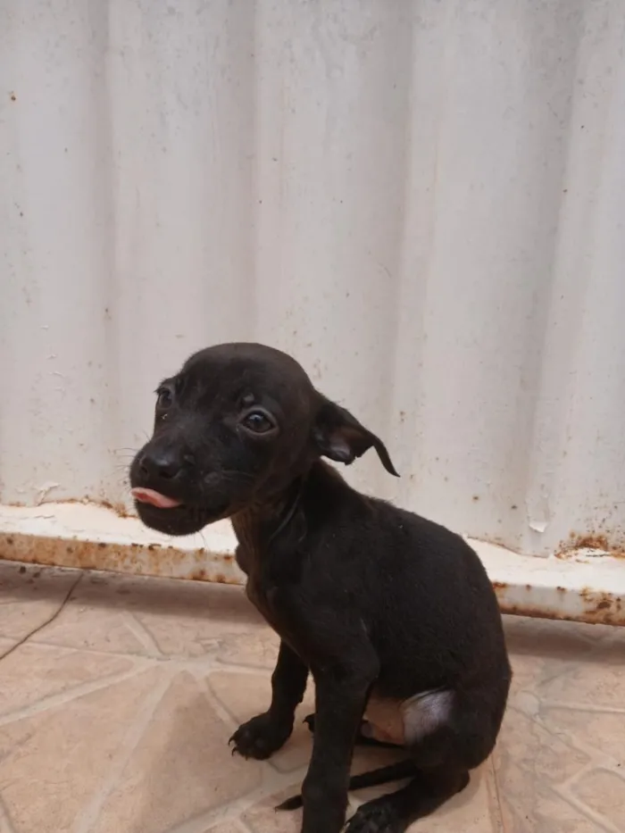 Cachorro raça SRD-ViraLata idade 2 a 6 meses nome São 4 fêmeas e 5 machos 