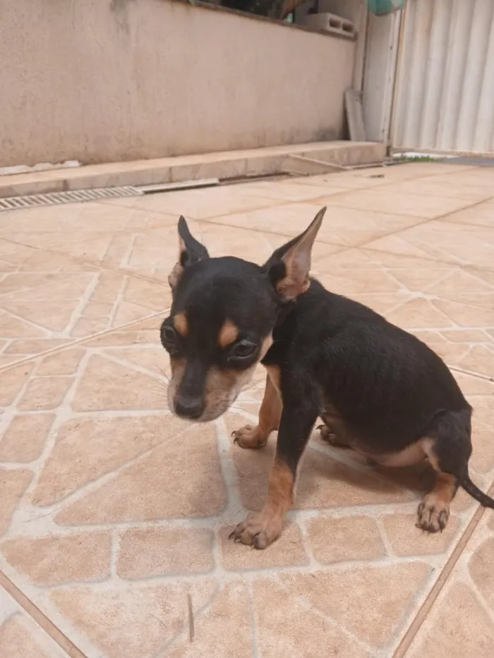 Cachorro raça SRD-ViraLata idade 2 a 6 meses nome São 4 fêmeas e 5 machos 