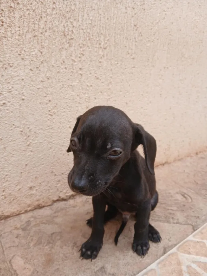 Cachorro raça SRD-ViraLata idade 2 a 6 meses nome São 4 fêmeas e 5 machos 