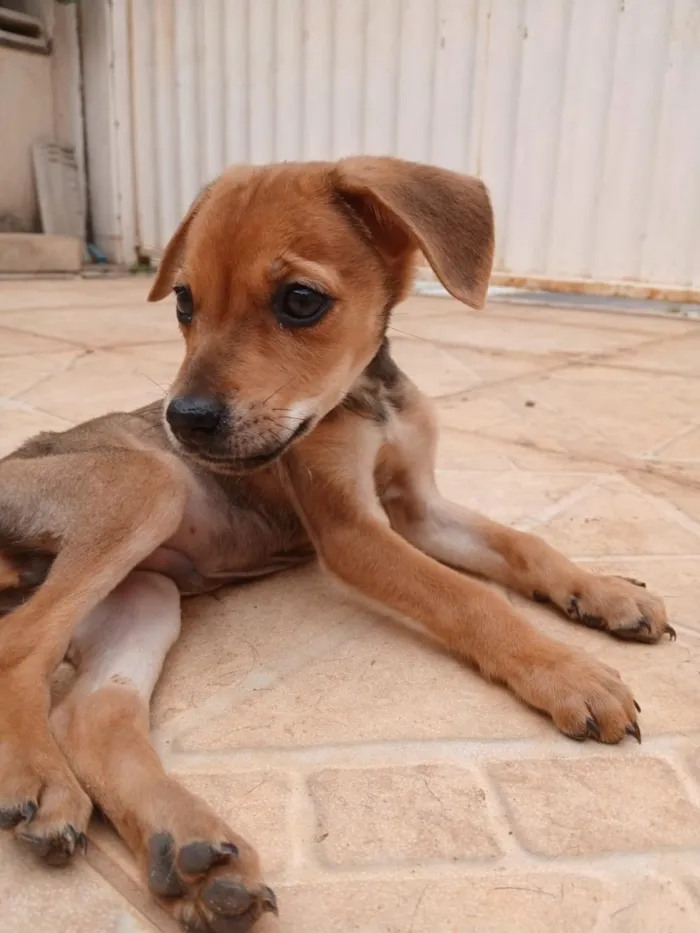 Cachorro raça SRD-ViraLata idade 2 a 6 meses nome São 4 fêmeas e 5 machos 