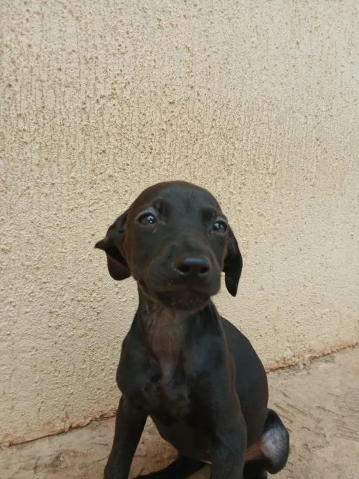 Cachorro raça SRD-ViraLata idade 2 a 6 meses nome São 4 fêmeas e 5 machos 