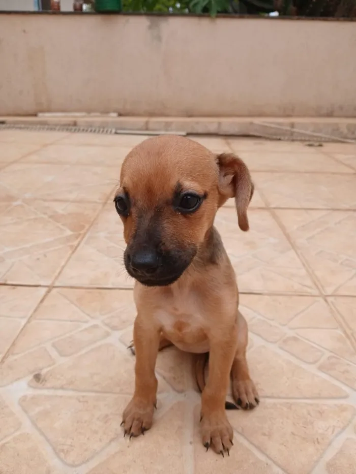 Cachorro raça SRD-ViraLata idade 2 a 6 meses nome São 4 fêmeas e 5 machos 