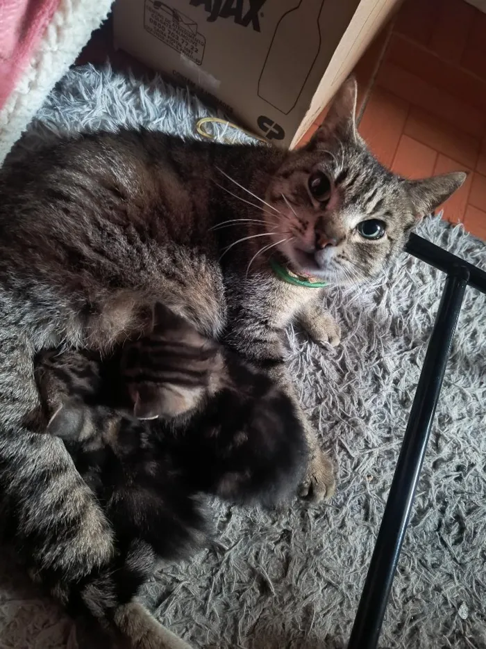Gato raça SRD-ViraLata idade 2 anos nome tigresa 