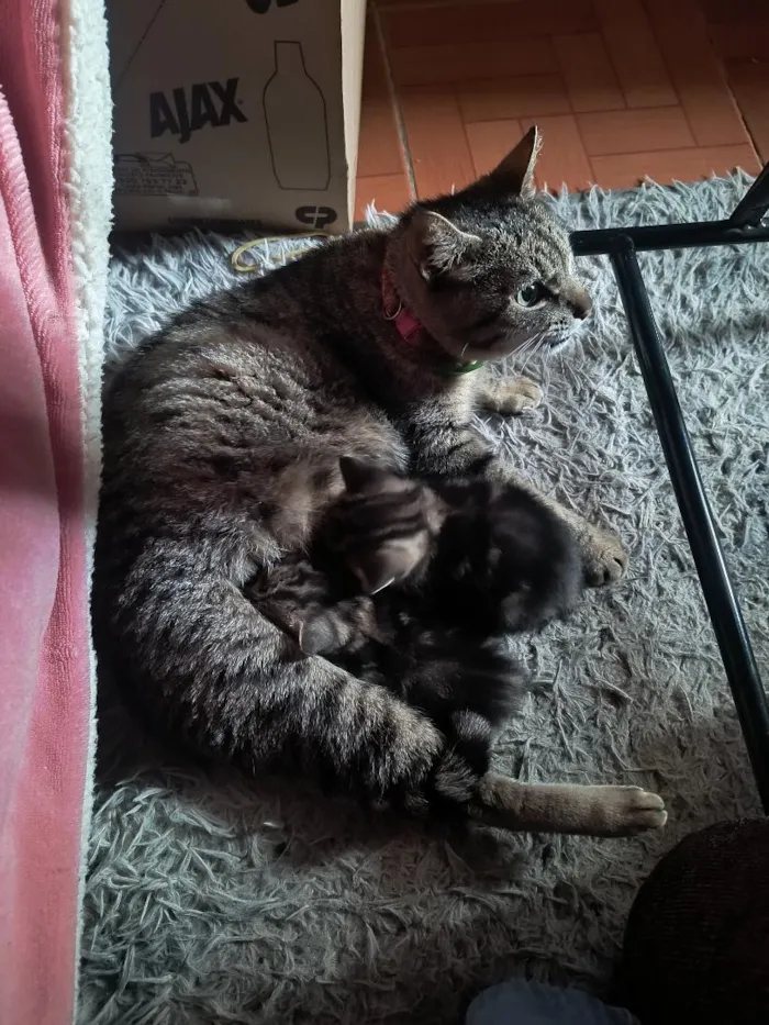 Gato raça SRD-ViraLata idade 2 anos nome tigresa 