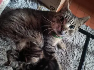 Gato raça SRD-ViraLata idade 2 anos nome tigresa 