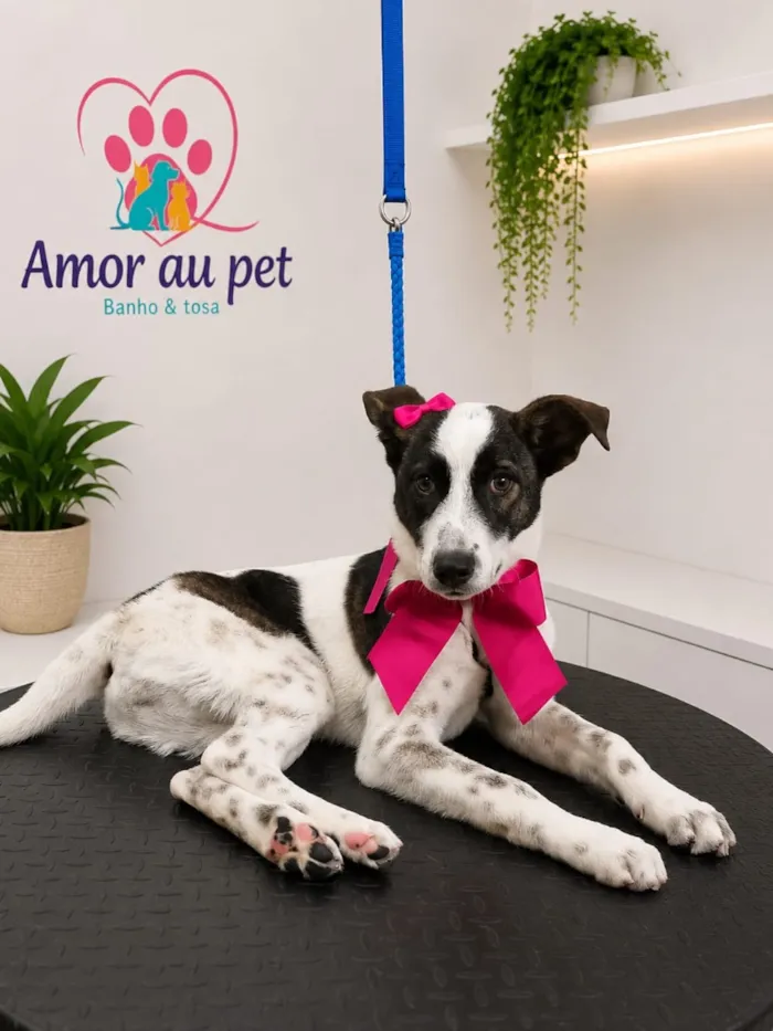 Cachorro raça SRD-ViraLata idade 7 a 11 meses nome Cacau