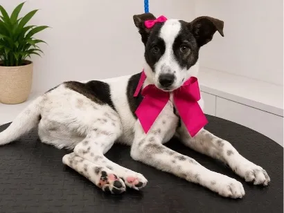 Cachorro raça SRD-ViraLata idade 7 a 11 meses nome Cacau