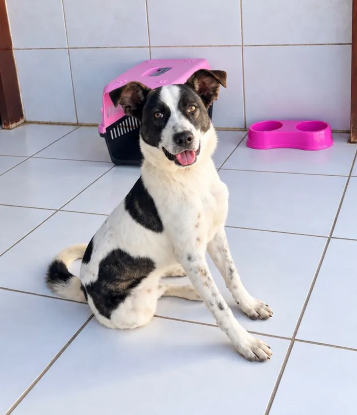 Cachorro raça SRD-ViraLata idade 7 a 11 meses nome Cacau