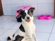 Cacau