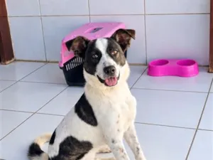 Cachorro raça SRD-ViraLata idade 7 a 11 meses nome Cacau