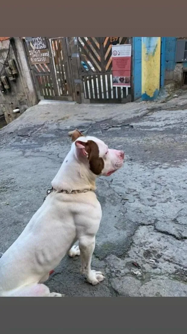 Cachorro raça Pit-Bull idade 7 a 11 meses nome Zeus 