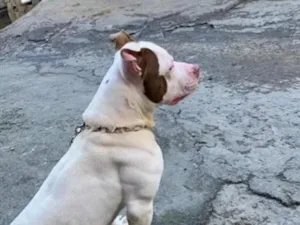 Cachorro raça Pit-Bull idade 7 a 11 meses nome Zeus 