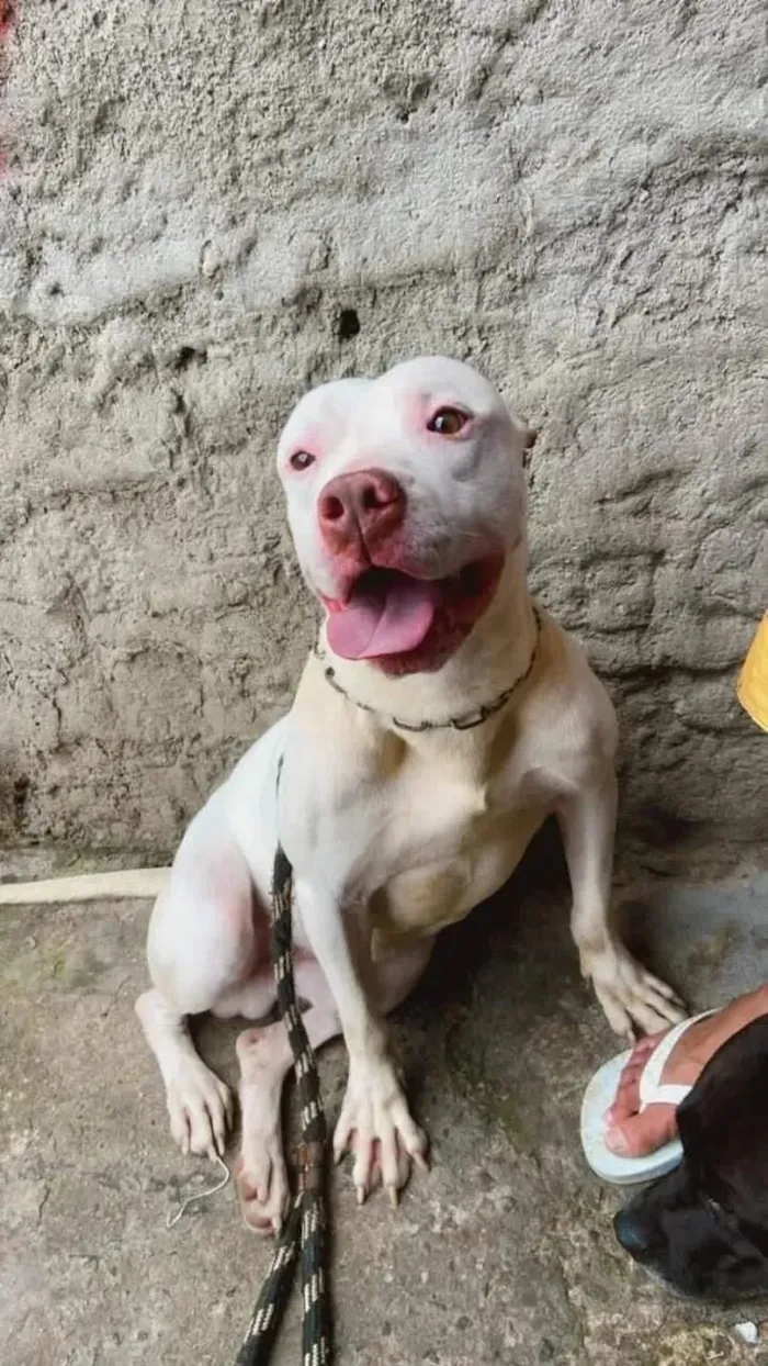 Cachorro raça Pit-Bull idade 7 a 11 meses nome Zeus 