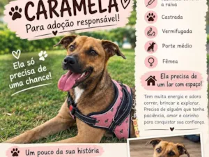 Cachorro raça SRD-ViraLata idade 2 anos nome Caramela