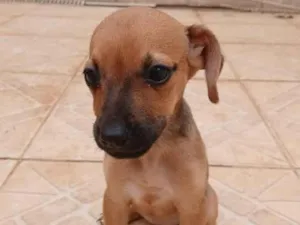 Cachorro raça SRD-ViraLata idade 2 a 6 meses nome São 4 fêmeas e 5 machos 