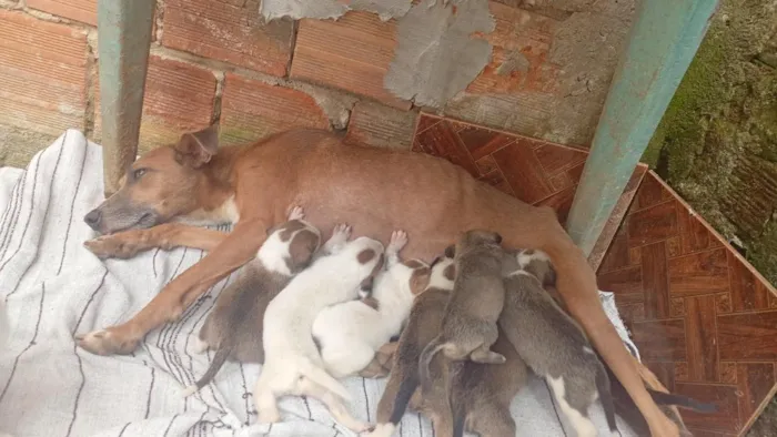 Cachorro raça SRD-ViraLata idade Abaixo de 2 meses nome não dei nomes 