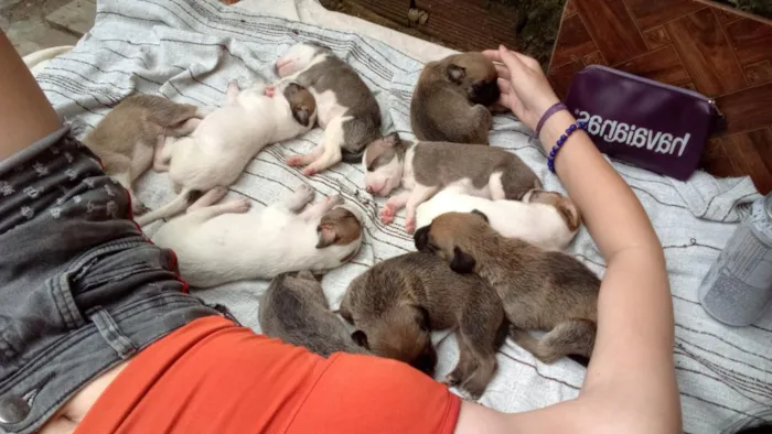Cachorro raça SRD-ViraLata idade Abaixo de 2 meses nome não dei nomes 