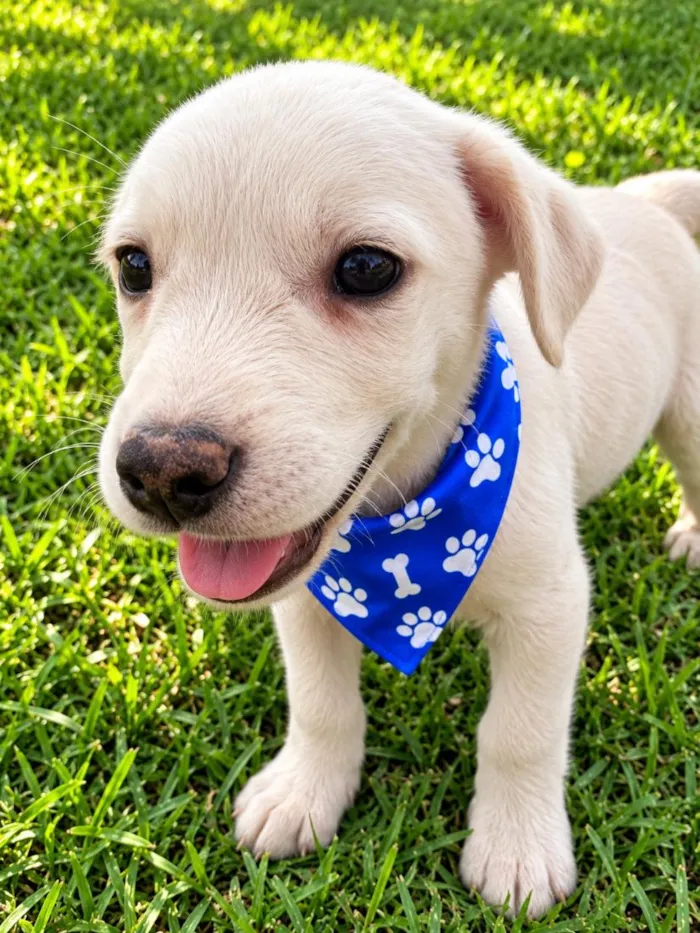 Cachorro raça SRD-ViraLata idade 2 a 6 meses nome Davi