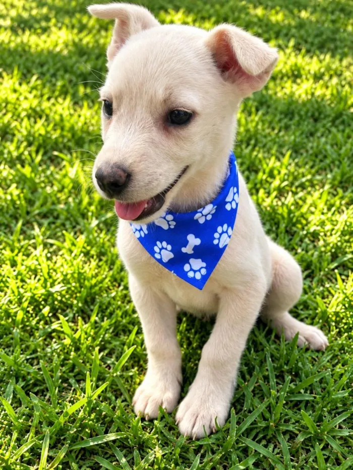 Cachorro raça SRD-ViraLata idade 2 a 6 meses nome Davi