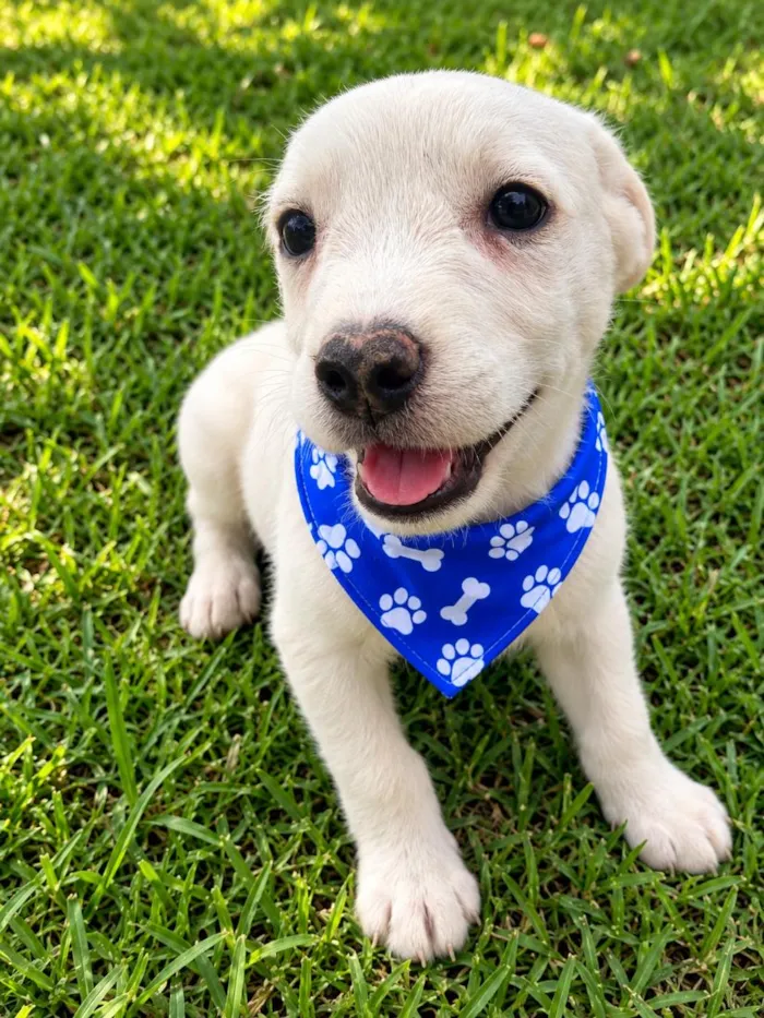 Cachorro raça SRD-ViraLata idade 2 a 6 meses nome Davi