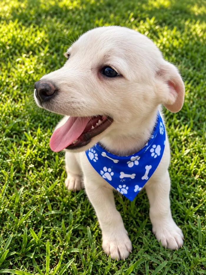 Cachorro raça SRD-ViraLata idade 2 a 6 meses nome Davi