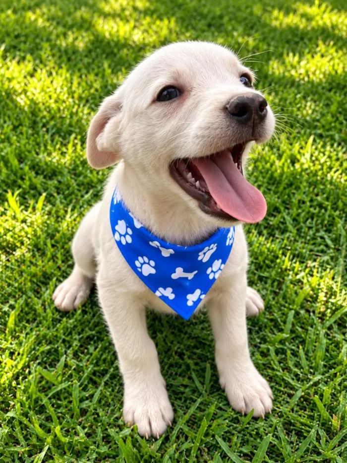 Cachorro raça SRD-ViraLata idade 2 a 6 meses nome Davi