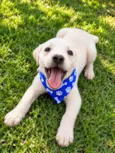 Davi