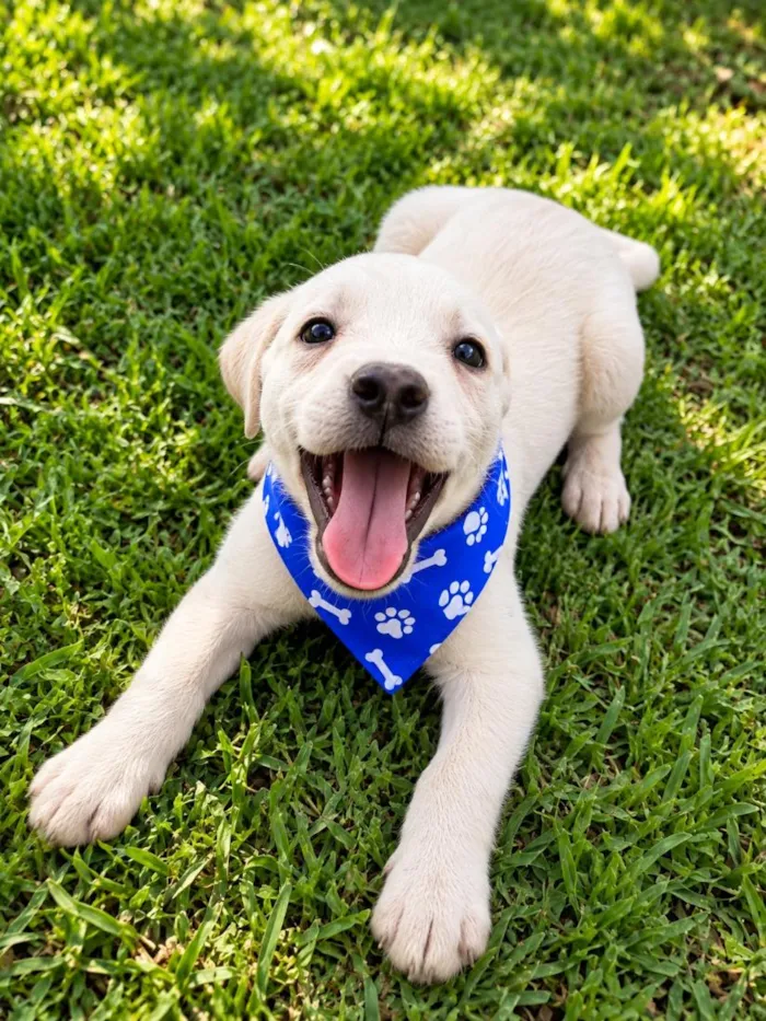 Cachorro raça SRD-ViraLata idade 2 a 6 meses nome Davi