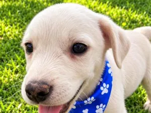 Cachorro raça SRD-ViraLata idade 2 a 6 meses nome Davi