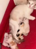 Fofinhos 