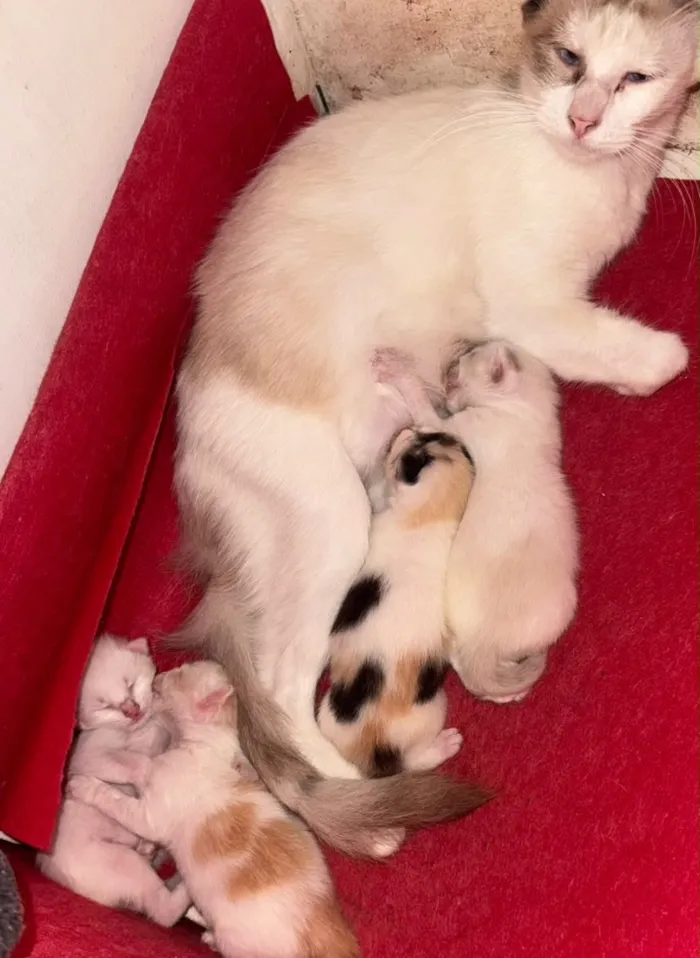 Gato raça SRD-ViraLata idade Abaixo de 2 meses nome Fofinhos 