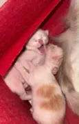 Fofinhos 