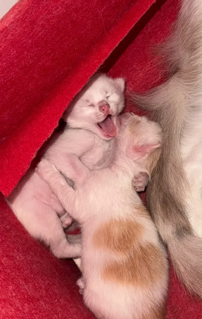 Gato raça SRD-ViraLata idade Abaixo de 2 meses nome Fofinhos 