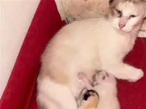 Gato raça SRD-ViraLata idade Abaixo de 2 meses nome Fofinhos 