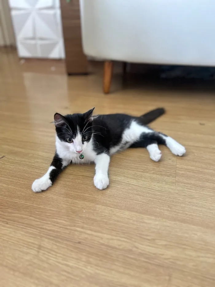 Gato raça SRD-ViraLata idade 2 a 6 meses nome Amora