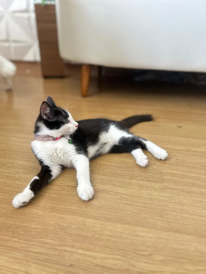 Gato raça SRD-ViraLata idade 2 a 6 meses nome Amora