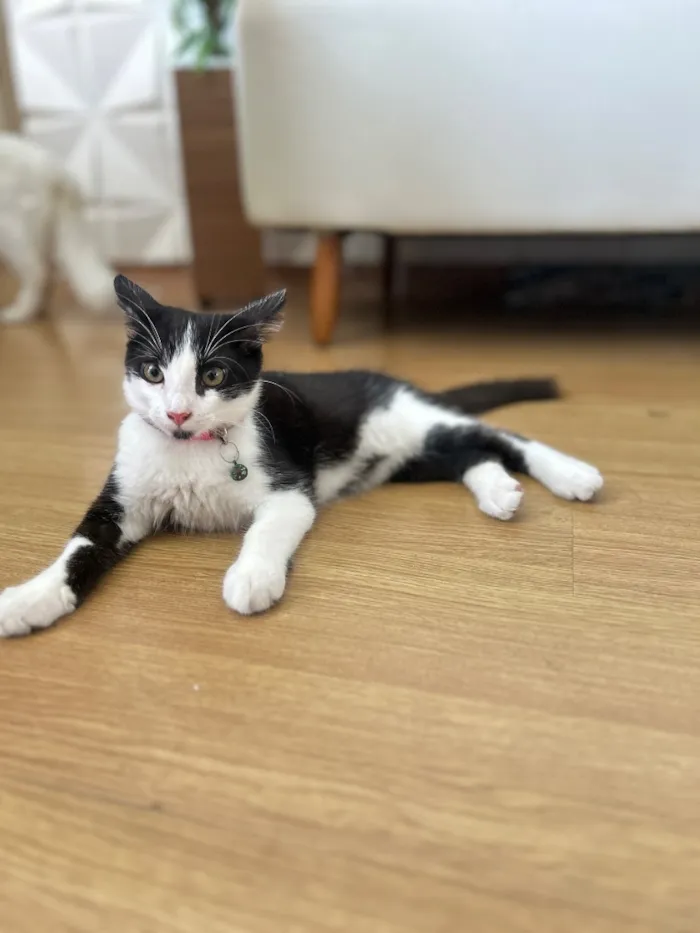 Gato raça SRD-ViraLata idade 2 a 6 meses nome Amora