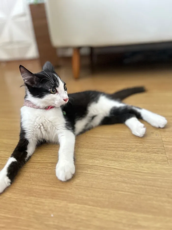 Gato raça SRD-ViraLata idade 2 a 6 meses nome Amora