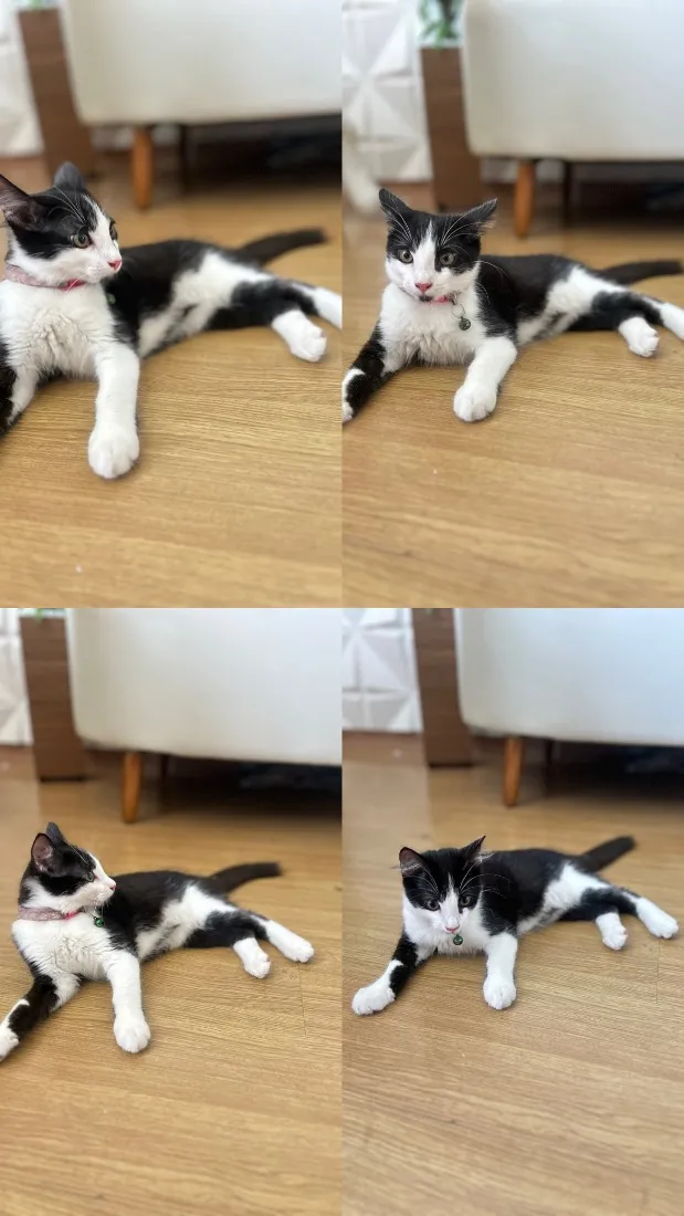Gato raça SRD-ViraLata idade 2 a 6 meses nome Amora