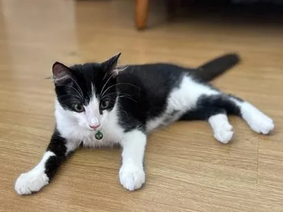 Gato raça SRD-ViraLata idade 2 a 6 meses nome Amora