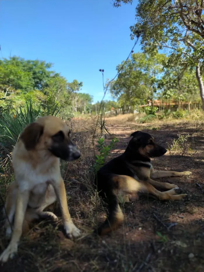 Cachorro raça Pastor Alemão idade 2 anos nome zorro,escott, Ravena,cloe e kira  são 5 cachorros 