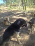 zorro,escott, Ravena,cloe e kira  são 5 cachorros 